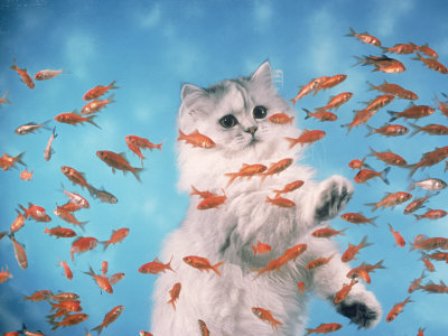 ����� ��������������� ���