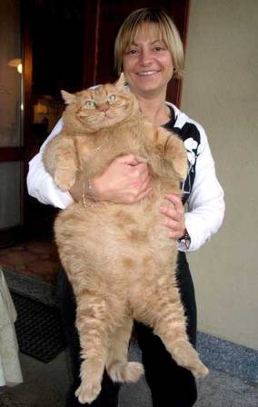 ����� ������� ���