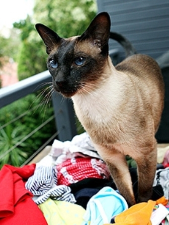 ������ �������