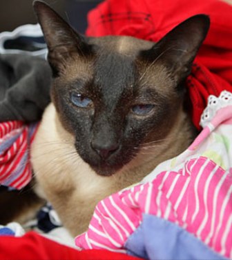 ������ �������