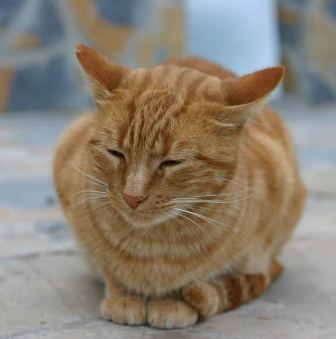 ����������� ������ �������