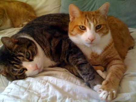 ���� ����������� ������ �����