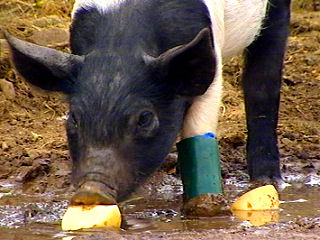 Леди в сапогах