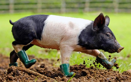 Леди в сапогах