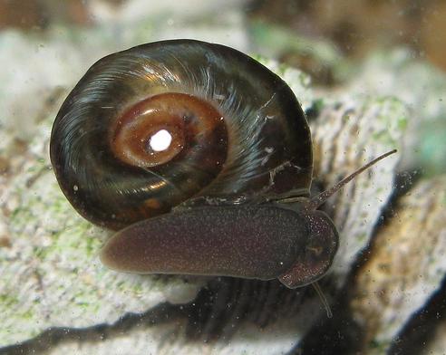 ������ � ���������: � ������, � ���� ������