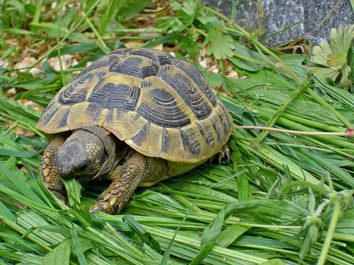 ������� � �������?