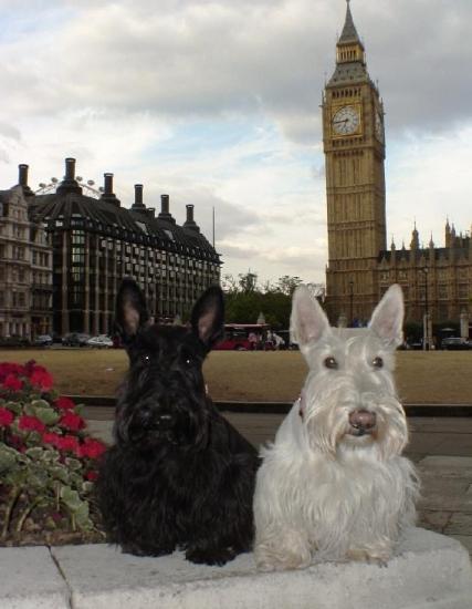 ������ �������