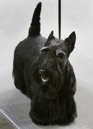 ���������� ������������� ��������� ���