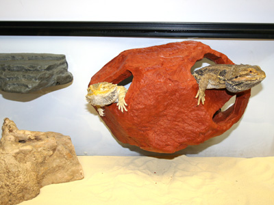 ���� � ������ � ���������