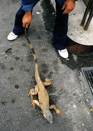 ������� ��� �������