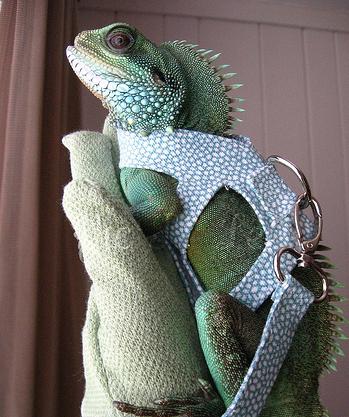 ������� ��� �������