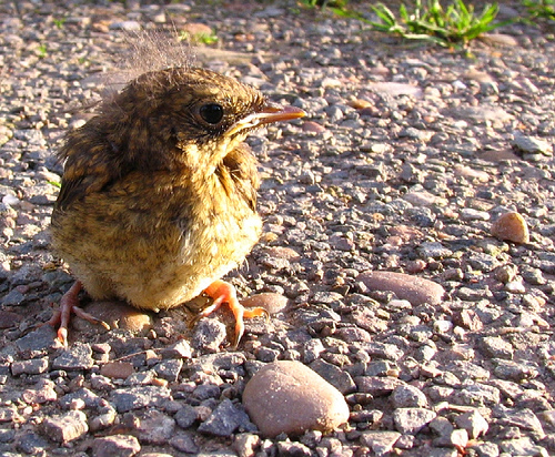 ����� � ������ �� ����