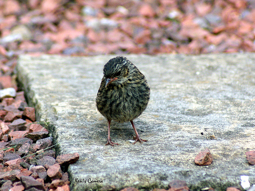 ����� � ������ �� ����