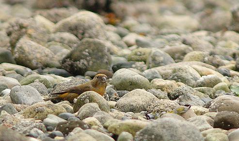 ����� � ������ �� ����