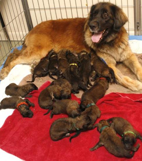 ������������ ����� - ������ ������