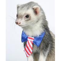 ������ - �������������