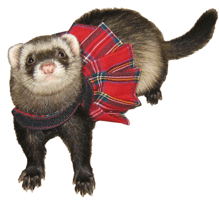 �����-���  ��� �������