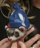 �����-���  ��� �������