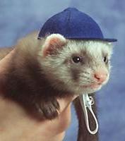 �����-���  ��� �������