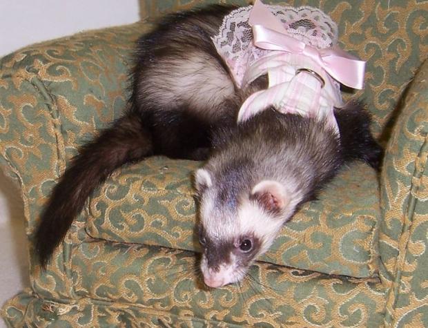 �����-���  ��� �������