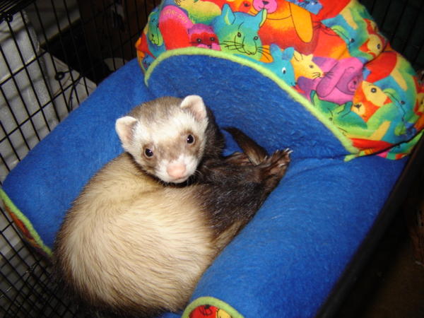 �������� ��� ��� ������