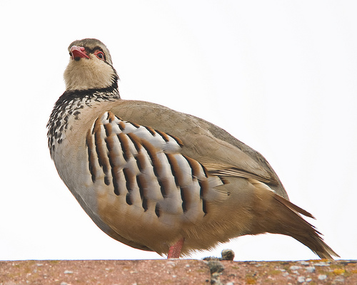 ����� ���� ����