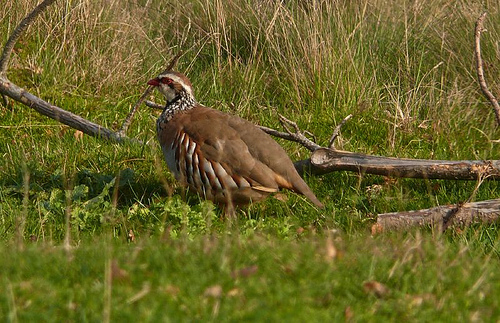 ����� ���� ����