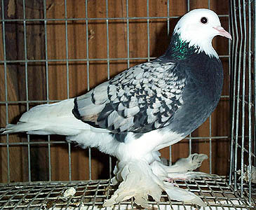 �������� ������