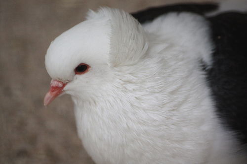 �������� ������