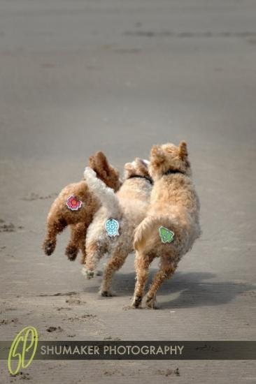 �������� ����