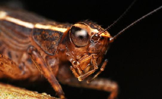 ������� � ����������: �������