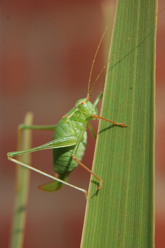 ������� � ����������: �������