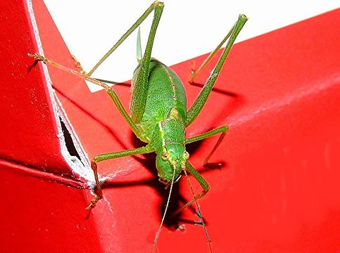 ������� � ����������: �������