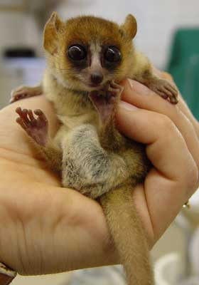 ������� �����