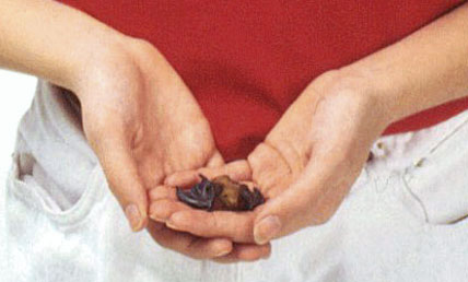 ����� ��������� �������������