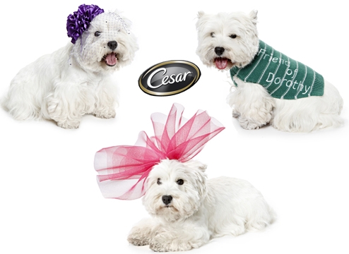 ������� ���� ��� ����� �Pet a porter�