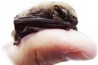 ����� ��������� �������������