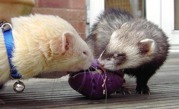Лучшие игрушки для хорьков Лучшие игрушки для хорьков