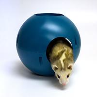 Лучшие игрушки для хорьков Лучшие игрушки для хорьков