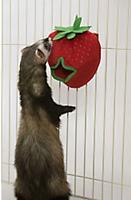 Лучшие игрушки для хорьков Лучшие игрушки для хорьков