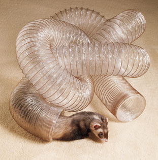 Лучшие игрушки для хорьков Лучшие игрушки для хорьков