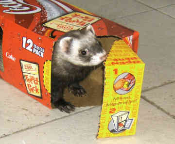 Лучшие игрушки для хорьков Лучшие игрушки для хорьков