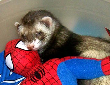 Лучшие игрушки для хорьков Лучшие игрушки для хорьков