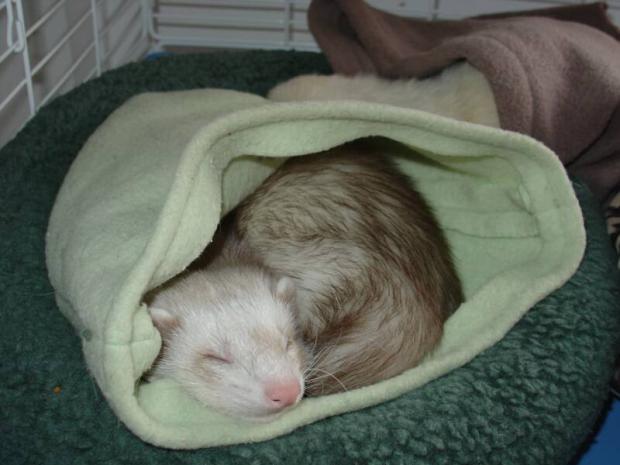 Лучшие игрушки для хорьков Лучшие игрушки для хорьков