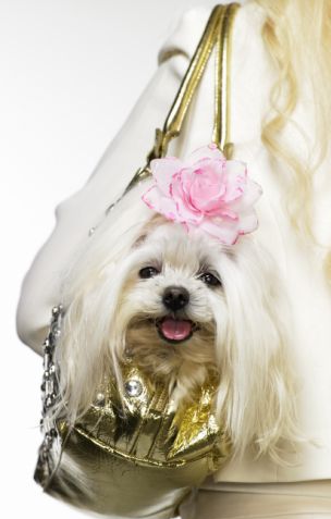 ������� ���� ��� ����� �Pet a porter�