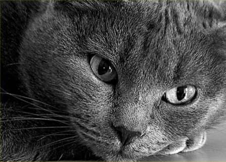 ������ ����� ������� ��� ����������?