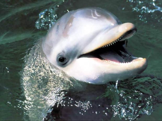 ����� ��� �� ����, ����������