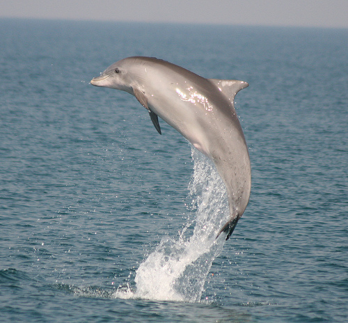 ����� ��� �� ����, ����������