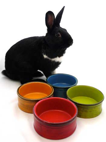 ������ ��� �������