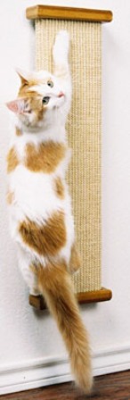 ����� ����� �������